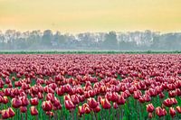 De zee van tulpen bij Schokland