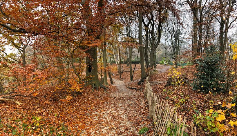 Hiking trails on the Wageningse Berg, Wageningen by Raymond Wijngaard