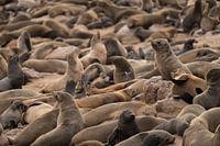 Colony of Fur Seals