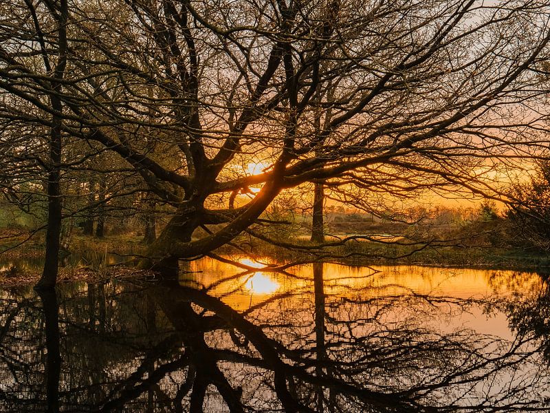 Guckguck von snippefotografie