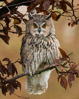 Waldohreule in Herbstfarben