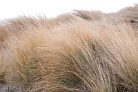 Strandhafer in den Dünen