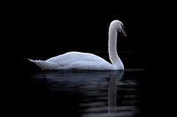 swan in the water