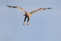 Zeearend zet de aanval in...