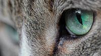 Grüne Katzenaugen.