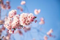 Die rosa Frühlingsblüte an den Bäumen