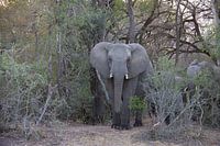 Elephant in Kruger Park