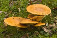 Magnifique chapeau flamme