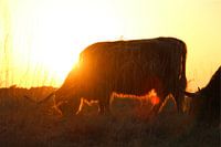 Schotse hooglander, zonsondergang