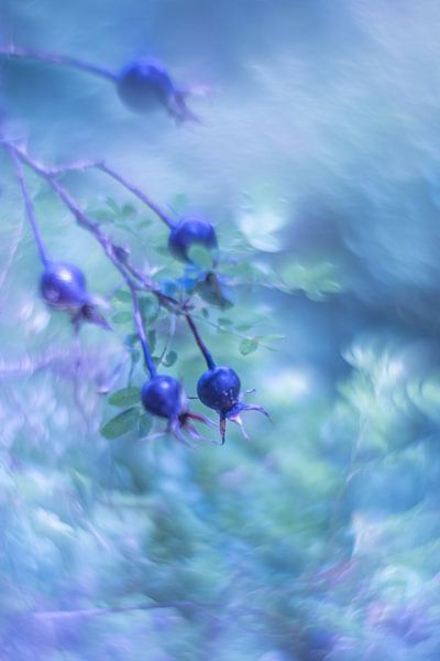 Dreamy blue van Carolina Roepers