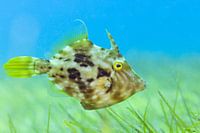 Lentille brune sur un champ d'herbes marines à Tenerife