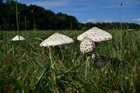 Paddenstoelen in de herfstzon