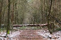 Storm in het bos op een besneeuwde morgen
