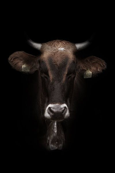 Zwartbruine Allgäuer koe van GoodMoodPhotos
