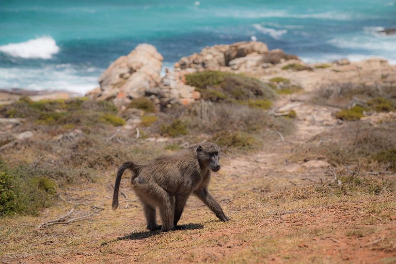 Baboons by Marion Meyer