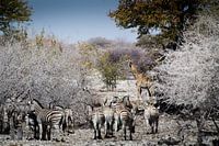 Zebras und Giraffen in Etosha