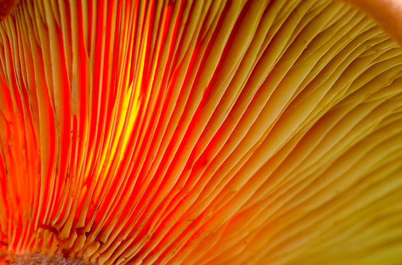 Mushroom by Thomas Jäger