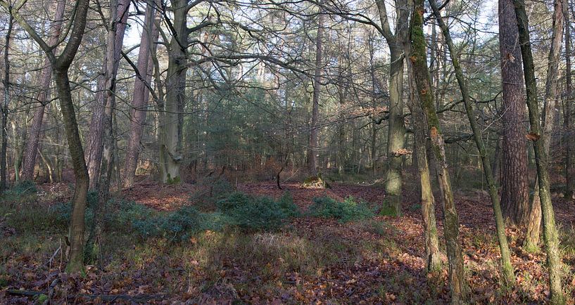 A forest panorama by Gerard de Zwaan