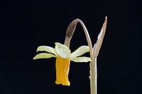 Der letzte Auftritt einer Narzisse (schwarz)