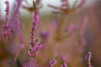 Heide im Detail