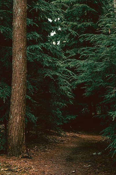 Forêt d'Emmerdennen à Emmen, Drenthe | Photographie de nature par Denise Tiggelman