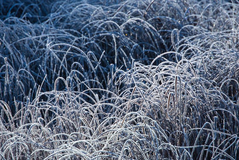 Carex von Douwe Schut