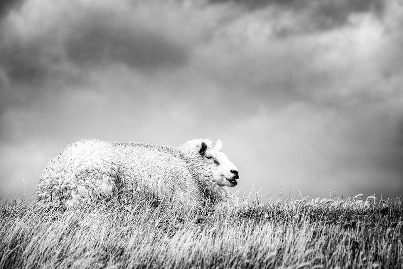 Mouton Texel sur la digue. par Ron van der Stappen