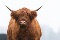 Les Highlanders écossais