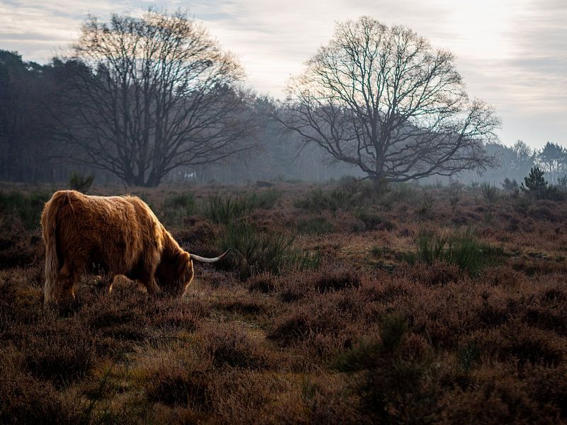 Pastoral by Mattijs Diepraam