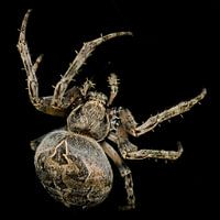 Spiderman or Spiderwomen