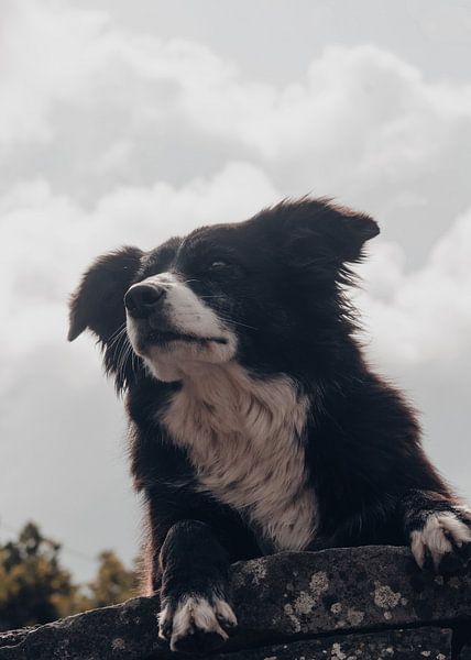 Hirtenhund Border Collie von Western Exposure