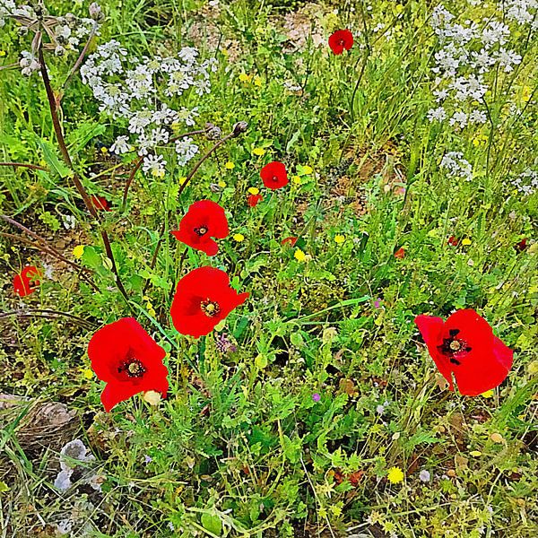 Mohn und Kuh Petersilie 2 von Dorothy Berry-Lound