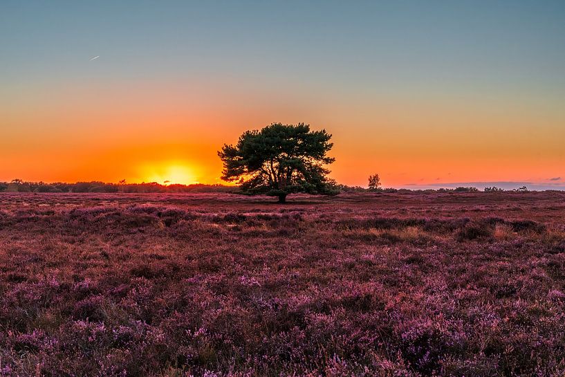 Der einsame Baum auf der Heide (0163) von Reezyard