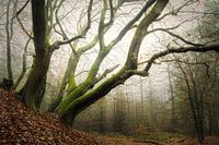 Nebelwald, Wald von Speulder