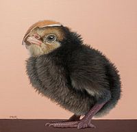 Ma nouvelle casquette