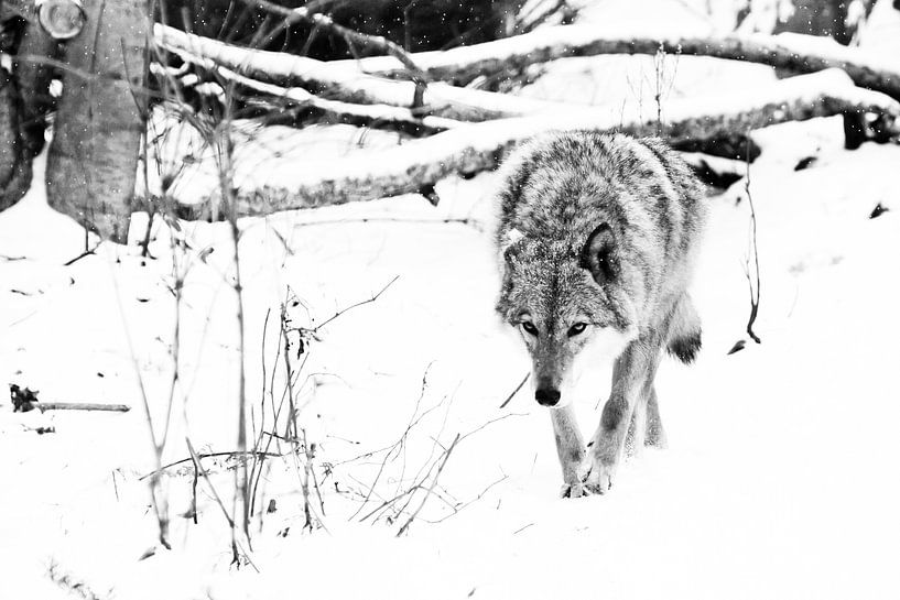 cold forest.. beast hunting sniffs prey. Gray wolf female in the snow, beautiful strong animal in wi by Michael Semenov