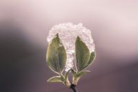 Usine de congélation