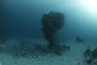 koraalbonk met duiker