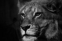 Black and white lioness