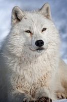 Loup Arctique ll