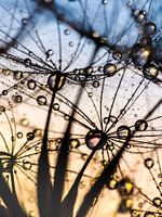 Dentdelion Pissenlit avec goutte f de rosée