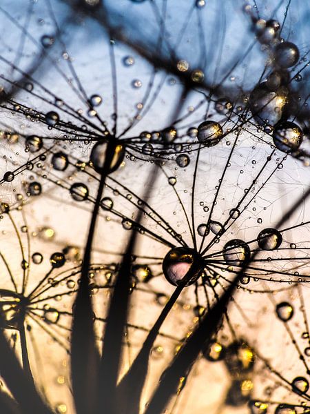 Pusteblume Romantischer Durchblick von Julia Delgado