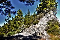 Natuur op TENERIFE    prachtige wildgroei met rots en Kanarise dennen in helder blauwe lucht