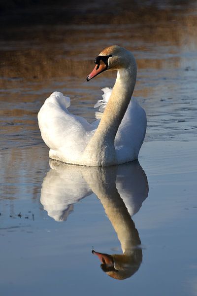 Zwaan by Frank de Ridder