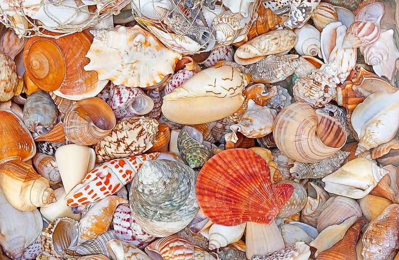 Meeresszenen (Muscheln und Schneckenhäuser) von Caroline Lichthart