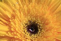 Yellow with water drop