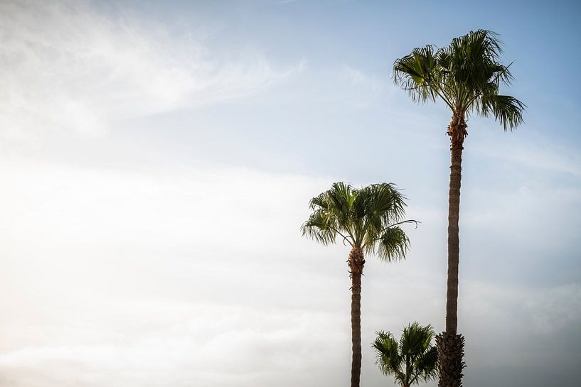 Tanzende Palmen unter einem sanften Himmel von Nederlandschap
