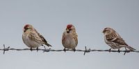 Common Redpolls on barbed wire.