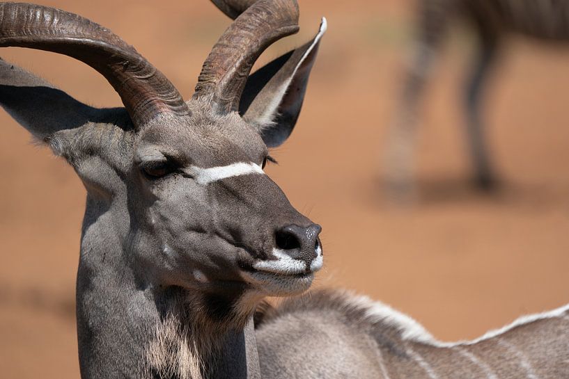 Porträt eines männlichen Kudu von Ed Dorrestein