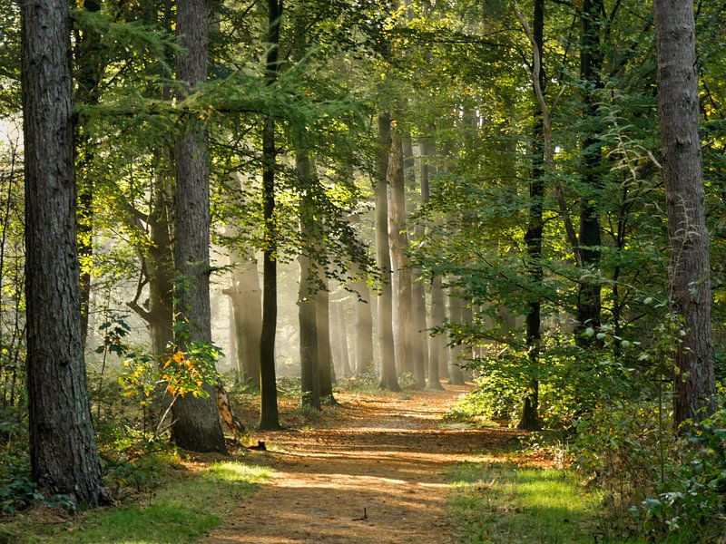 Waldweg von Odette Kleeblatt